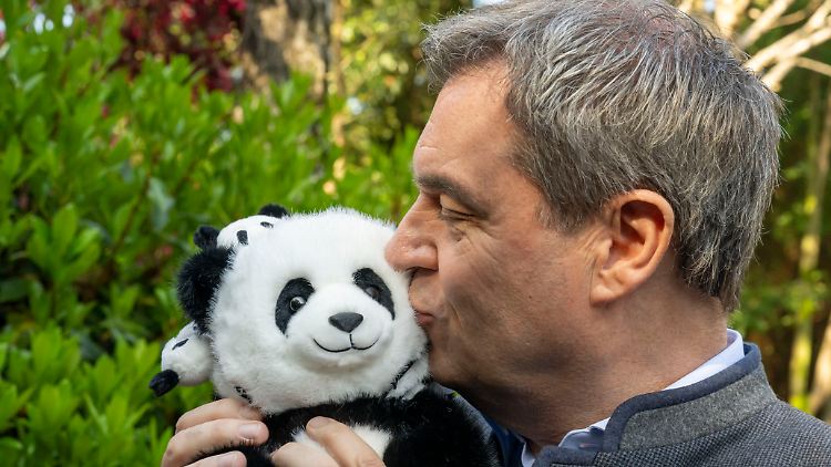Söder herzt einen Plüsch-Panda, den er in einer Tieraufzuchtstation geschenkt bekam.