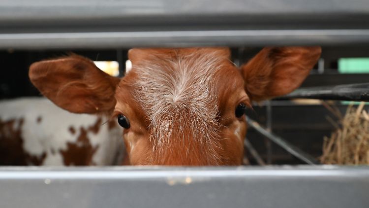 "Es war so, als hätten sie eine Erkältung", sagen Bauern über ihre mit Vogelgrippe infizierten Kühe.