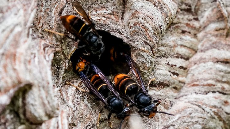 Ein großes Nest der Asiatischen Hornisse verbraucht deutlich mehr als elf Kilo Insekten pro Jahr.