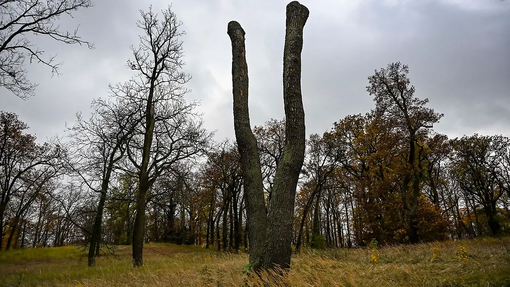 Geschaedigte-Baeume-im-Park-Babelsberg