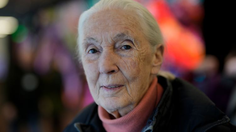 Jane Goodall wünscht sich, noch "fünf, sechs, sieben, acht gute Jahre, um die Botschaft zu verbreiten". 