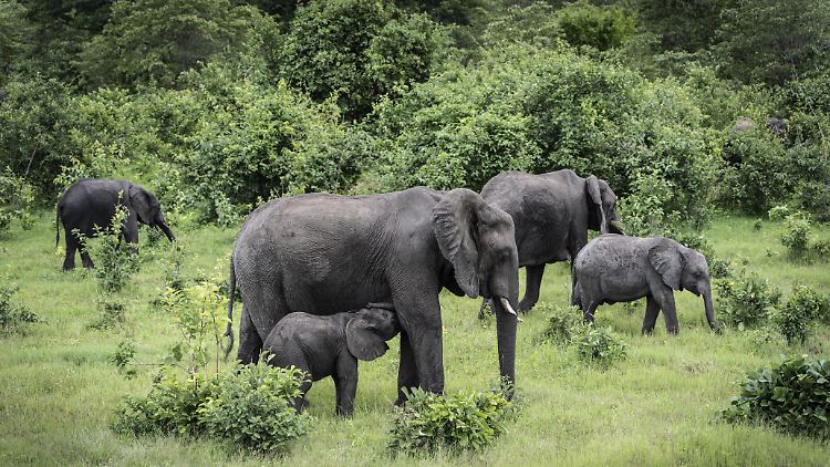 In dem südafrikanischen Land leben mehr als 130.000 Elefanten. Die Jagd diene dazu, eine Überpopulation zu kontrollieren, so Masisi.