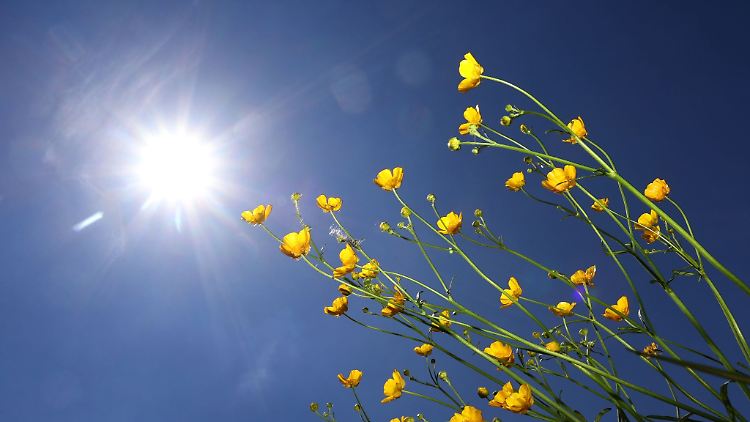 Butterblumen im Sonnenschein.