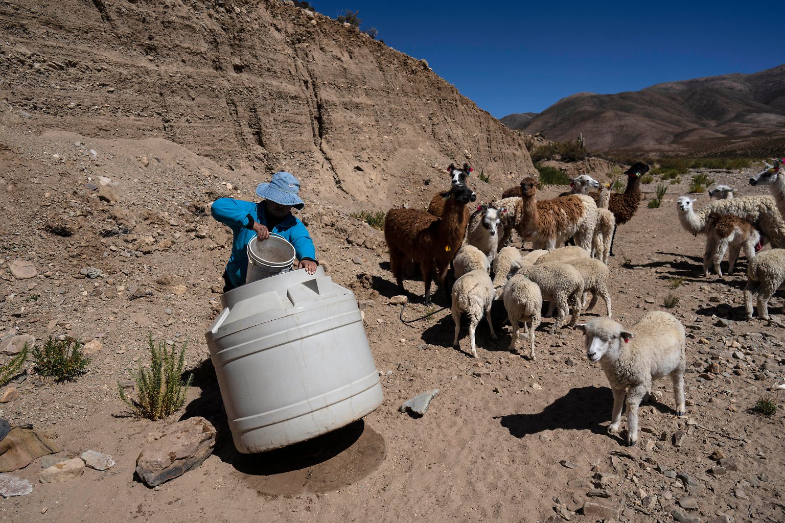 Irene Leonor Flores de Callata führt eine Herde aus Lamas und Schafen durch ein ausgetrocknetes Flussbett in der Wüste.