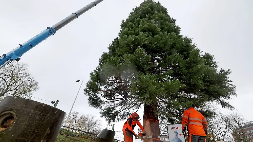 Der-traditionelle-Weihnachtsbaum-fuer-Norddeutschlands-groessten-Weihnachtsmarkt
