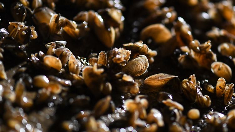 Vor etwa zehn Jahren wurde die Quagga-Muschel aus dem Schwarzmeerraum eingeschleppt - und macht sich seitdem in deutschen Seen breit.
