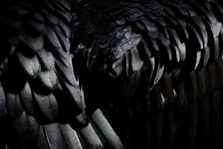 2023-11-13T230030Z-1901136339-RC2P43AKSXAT-RTRMADP-3-CLIMATE-CHANGE-JAPAN-CORMORANTS