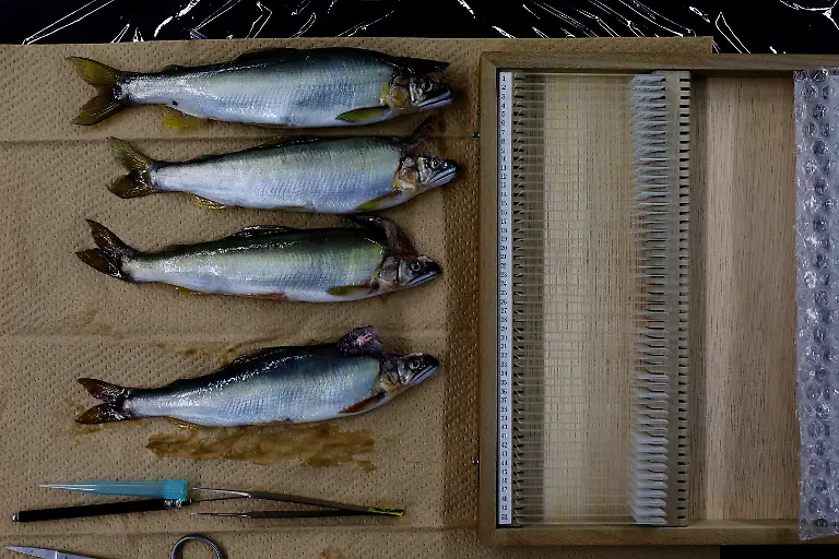 2023-11-13T230128Z-314926720-RC2P63A6PTOU-RTRMADP-3-CLIMATE-CHANGE-JAPAN-CORMORANTS