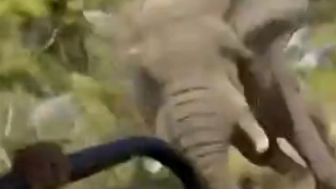 Elefant Sambia.jpg