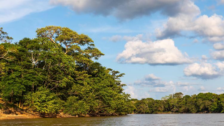 Tropischer Urwald am Fluss Rio Guayabero in Kolumbien.