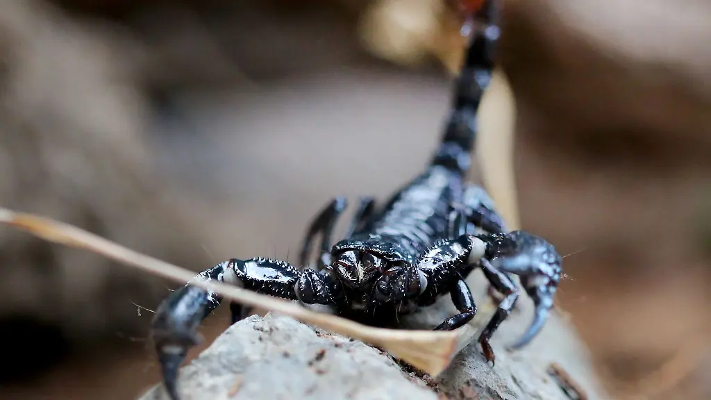 Ein-Skorpion-krabbelt-durch-sein-Terrarium-in-einem-Zoo-Ein-Mann-hat-einen-Skorpion-in-seinem-Wohnzimmer-entdeckt