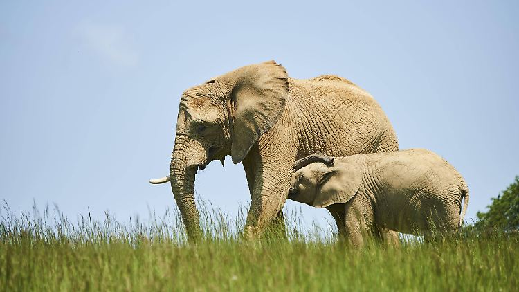 Elefanten sind überaus sympathische Tiere. Aber auch sie können für Anwohner zum Problem werden.