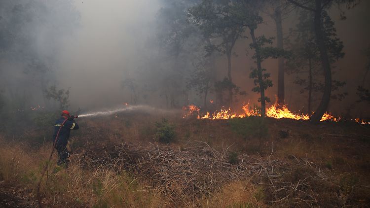 Vergangenes Jahr wurden 175.000 Hektar Land in Griechenland von Feuer zerstört.