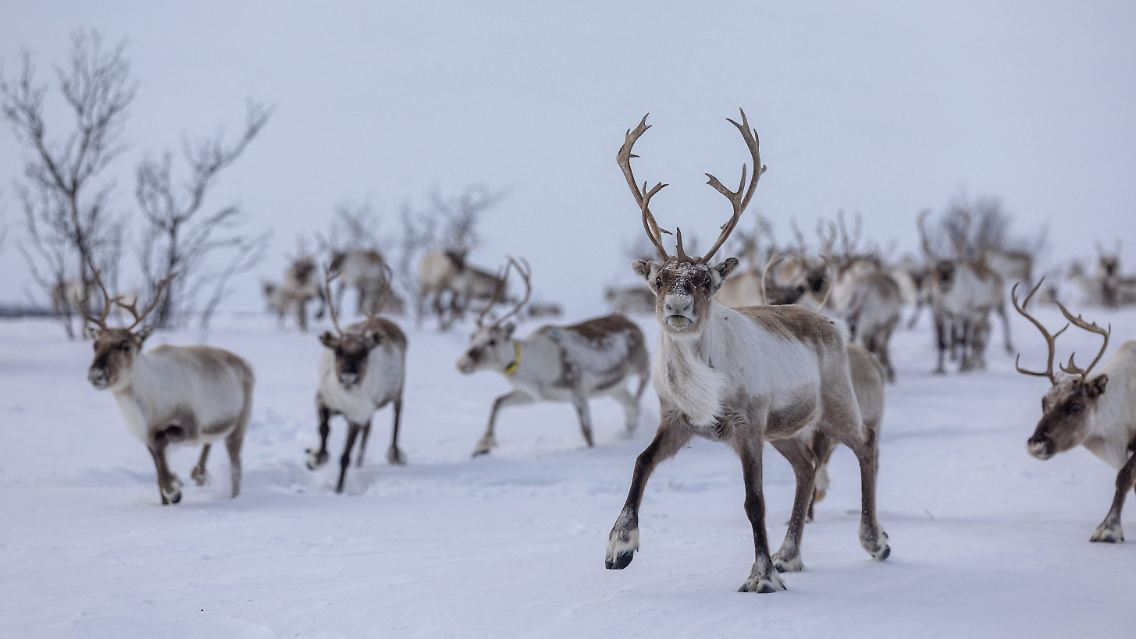 2024-04-03T080104Z_1243157244_RC2YK6ACI1JJ_RTRMADP_3_ARCTIC-REINDEER-NORWAY-POWER.JPG