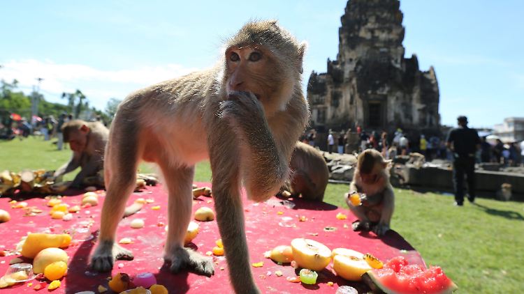 Viele der Affen sind vor den Khmer-Ruinen anzutreffen, sie machen aber auch andere Teile der Stadt unsicher.