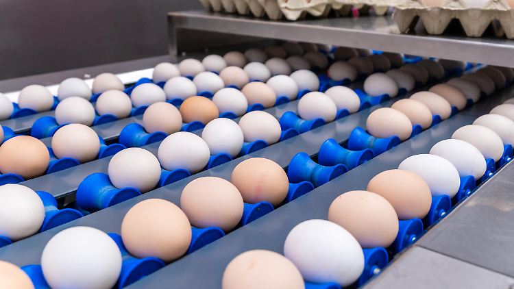 Braune oder weiße Eier? Aus Sicht der Produzenten eine klare Angelegenheit.
