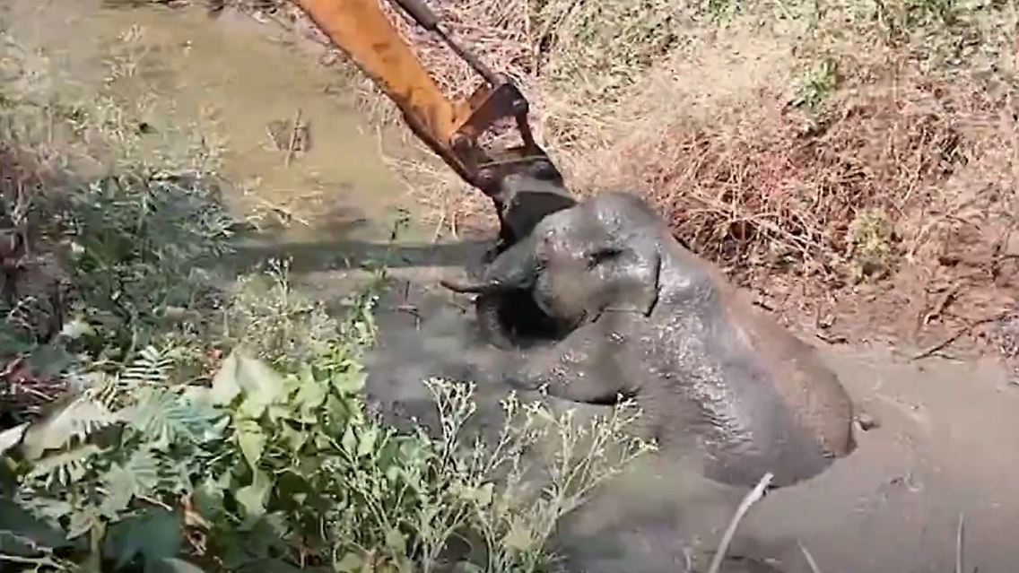 elefant.JPG