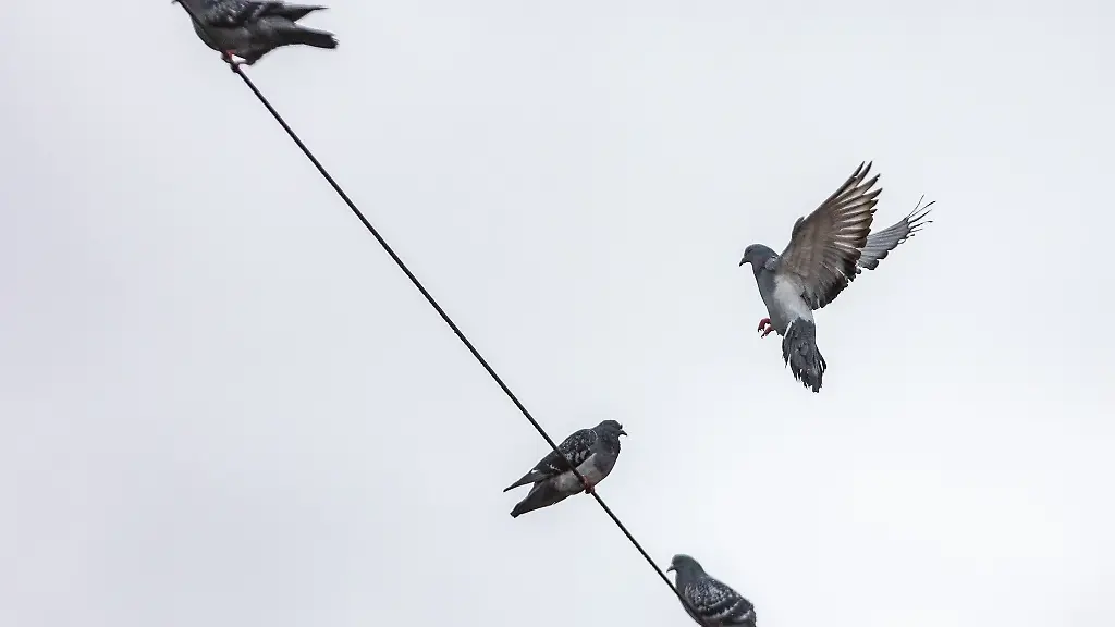 Tauben-sitzen-auf-dem-Luisenplatz-in-Darmstadt-auf-einer-Oberleitung