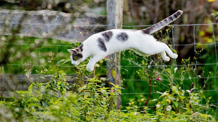 Frei und glücklich: Damit Katzen im Garten sicher unterwegs sind, sollten Halter einiges beachten.