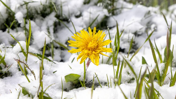 Schnee im Mai - wie hier 2021 im Taunus - wird durch den Klimawandel immer unwahrscheinlicher. Denn dadurch verschiebt sich die Frostgrenze weiter nach vorn. 