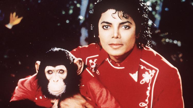 Michael Jackson hielt den Schimpansen Bubbles seinerzeit als Haustier.