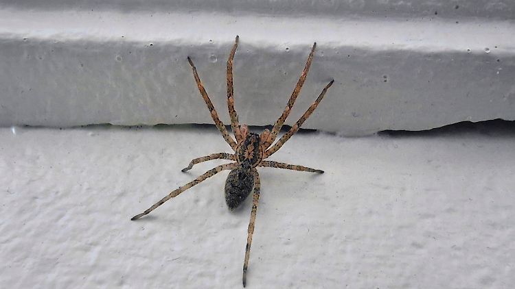 Wer so eine Spinne im Haus hat und bei Insektenstichen allergisch reagiert, sollte lieber Abstand halten.