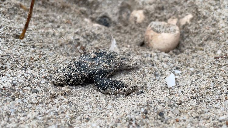 Frankreich, Ajaccio: Eine frisch geschlüpfte Meeresschildkröte bewegt sich am korsischen Strand Capo di Feno Richtung Meer.