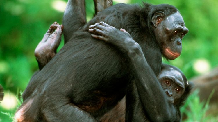 Bonobos paaren sich auch so, dass sie sich dabei ins Gesicht schauen können. 