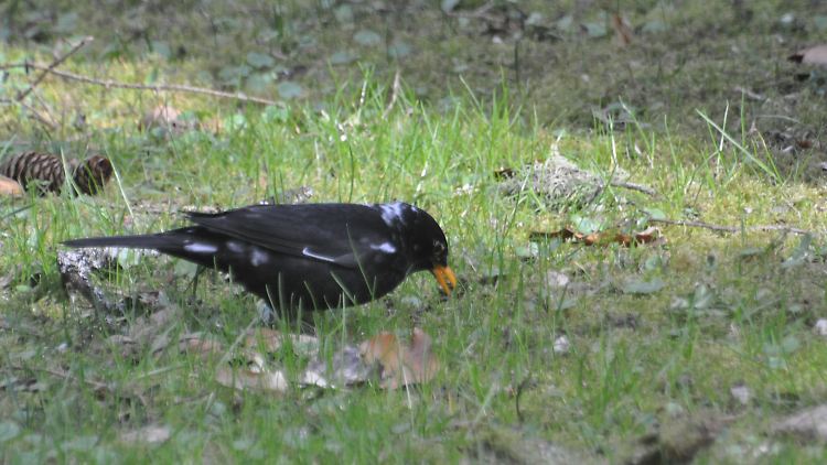 Ein Amsel-Weißling im badischen Sternenfels. 