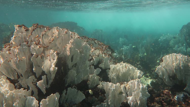 Dass Korallen ihre Farbe verlieren, ist laut NOAA häufig die Vorstufe des Absterbens.