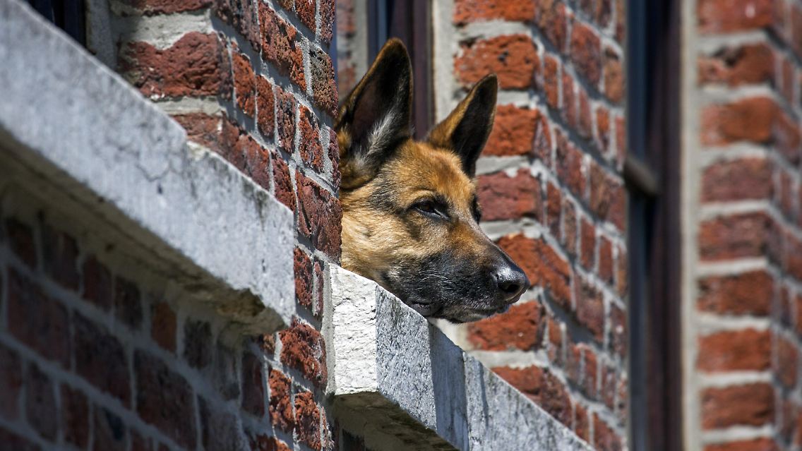 In den 125 Jahren ist der Deutsche Schäferhund zu einem von vielen geliebten und von manchen auch ablehnend beäugten Haustier geworden.