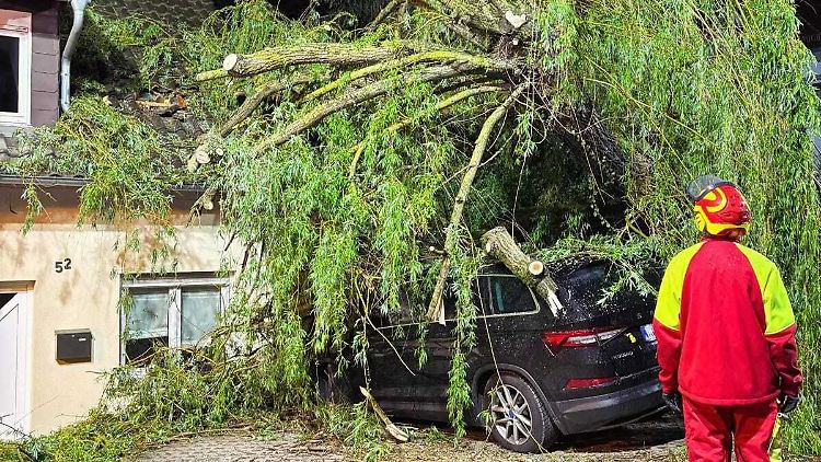 Der Baum verfehlte das Kind nur knapp.