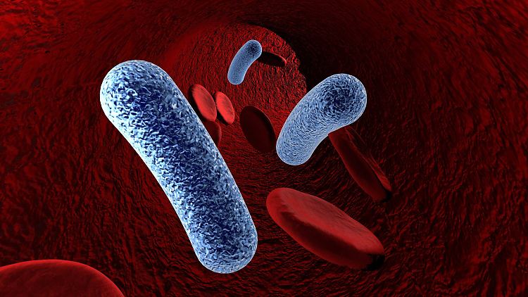 Salmonellen und andere Bakterien werden offenbar von Proteinen im menschlichen Blut angezogen.