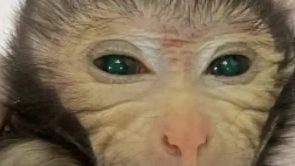 urn-binary-dpa-com-20090101-231108-99-868299-FILED