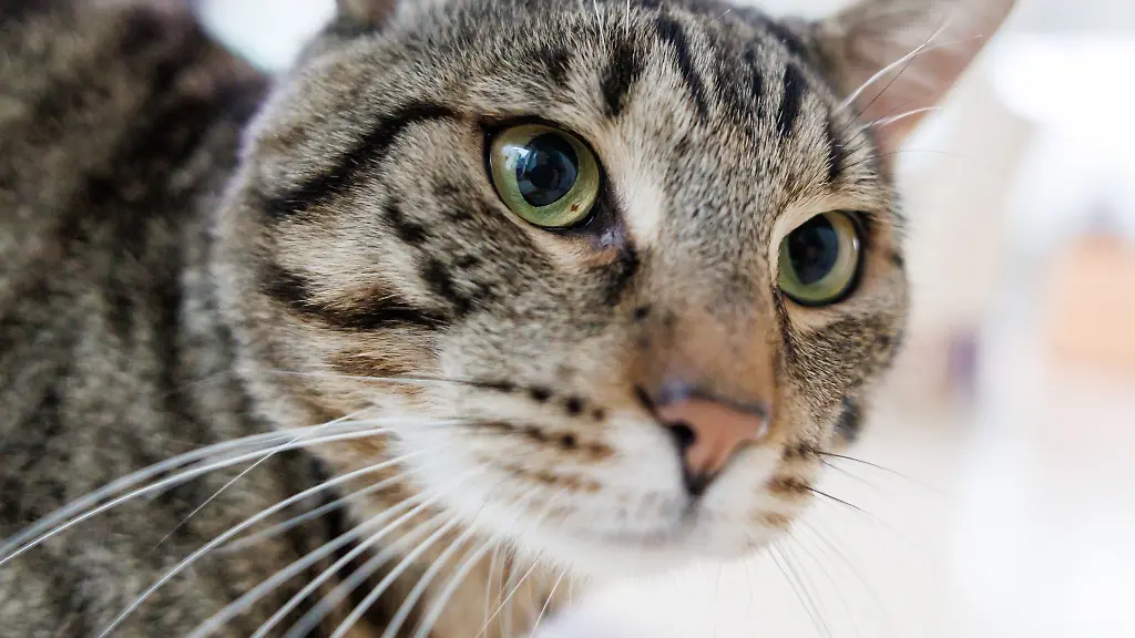 Eine-unkastrierte-Freigaengerkatze-geht-in-ihrer-Box-umher