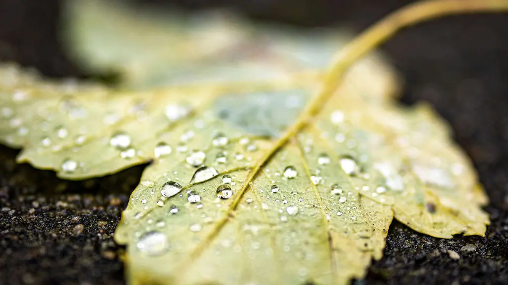 Ein-Blatt-mit-feinen-Regentropfen-darauf-liegt-auf-dem-Boden