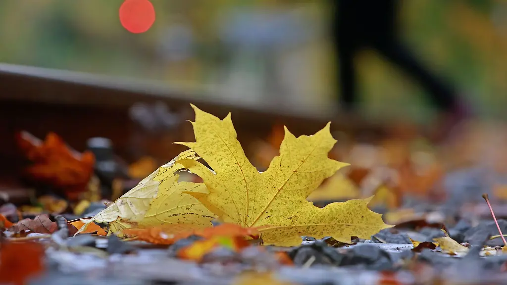 Ein-Laubblatt-liegt-auf-einem-Bahngleis-der-Harzer-Schmalspurbahn-in-Wernigerode