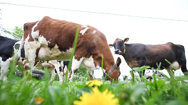 Immer mehr Arten betroffen: Derzeit grassiert global die größte je dokumentierte Vogelgrippewelle. 