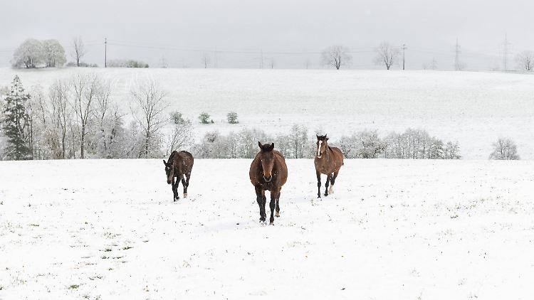 Kein echtes Frühlingswetter: Pferde auf einer Koppel in Baden-Württemberg.