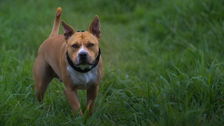 Pittbulls wurden früher für Rattenfänger-Wettbewerbe eingesetzt. In Deutschland unterliegt ihre Haltung strengen Auflagen. 
