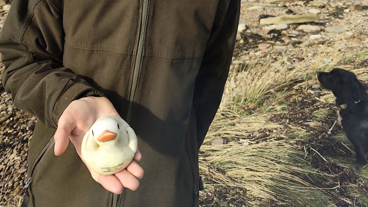 Die kleine Ente wurde auf den Orkney-Inseln an Land gespült.