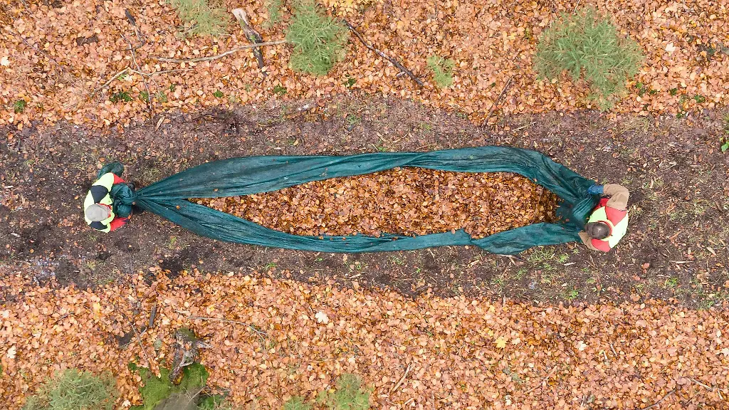 Mitarbeiter-von-Sachsenforst-stehen-waehrend-der-Saatguternte-der-Rotbuche-in-einem-Waldstueck