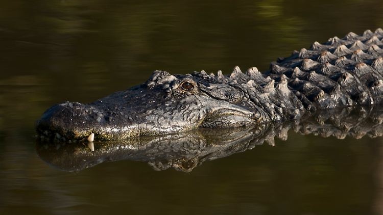 Alligatoren leben in den seichten Gewässern Floridas. 