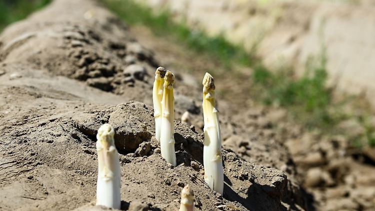Auf einem Spargelfeld wächst nach dem Abräumen der Folien der Spargel aus der Erde.