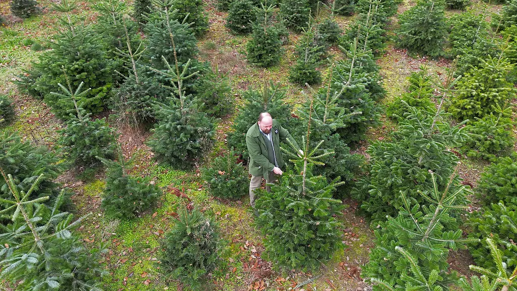 Frisch-geschlagen-kommen-die-Baeume-aus-den-Plantagen-in-den-Verkauf