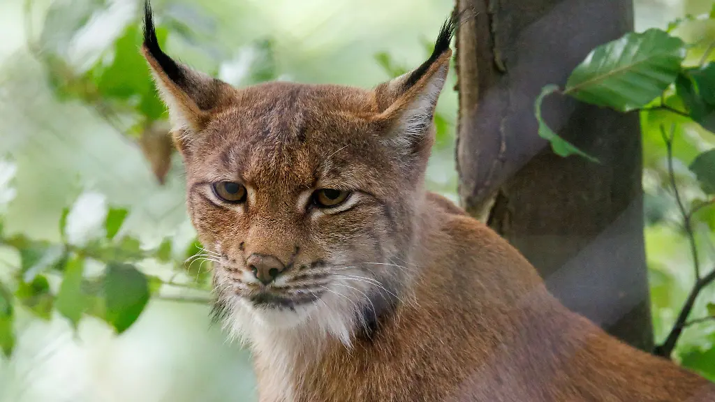 Ein-Eurasicher-Luchs-Lynx-lynx-sitzt-im-Tiergarten-in-seinem-Gehege