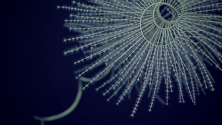 Die Vorfahren der biolumineszierenden Tiefsee-Oktokoralle sind mehr als 500 Millionen Jahre alt.