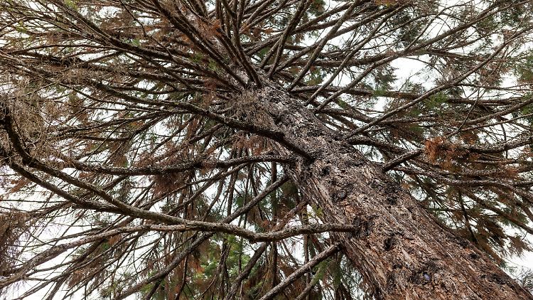 Aufgrund extremer werdender Klimabedingungen sind Bäume immer mehr Stressfaktoren ausgesetzt und dadurch anfällig für Schaderreger, wie pathogene Pilze.