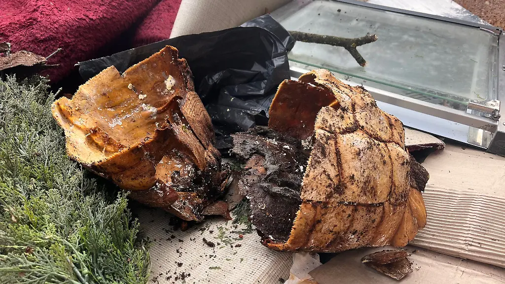 Der-Panzer-einer-toten-Spornschildkroete-ist-durch-Polizeikraefte-sichergestellt-worden