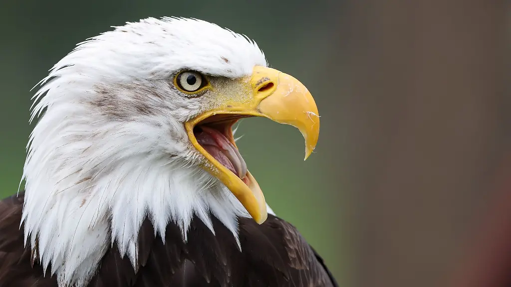 Blick-auf-einen-Weisskopfseeadler